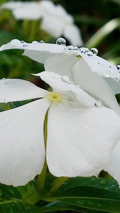 Ti Coin De Paradis Ylang Ylang Le Diamant Εξωτερικό φωτογραφία